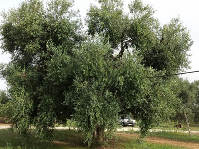Albero_Ulivo_Maestoso