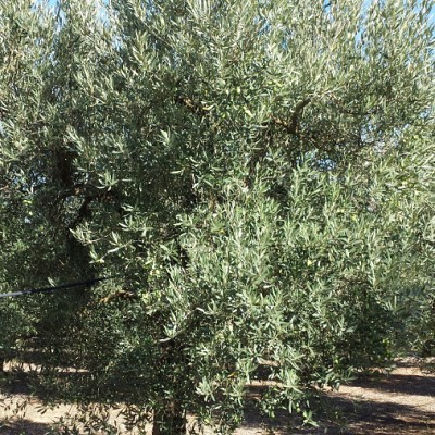 Biancolilla