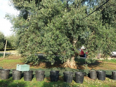 Raccolta_Olive