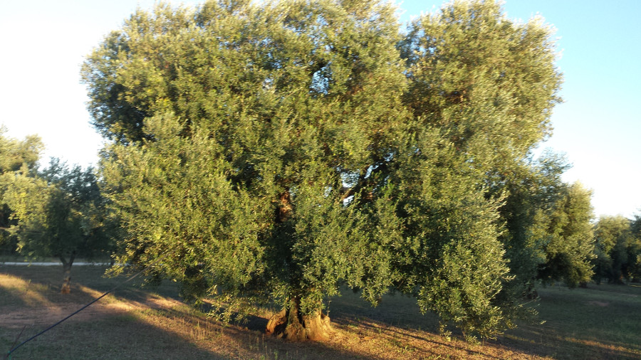 Ulivo Maestoso azienda